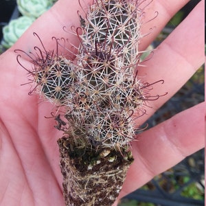 Fish hook cactus starter plant mammilaria