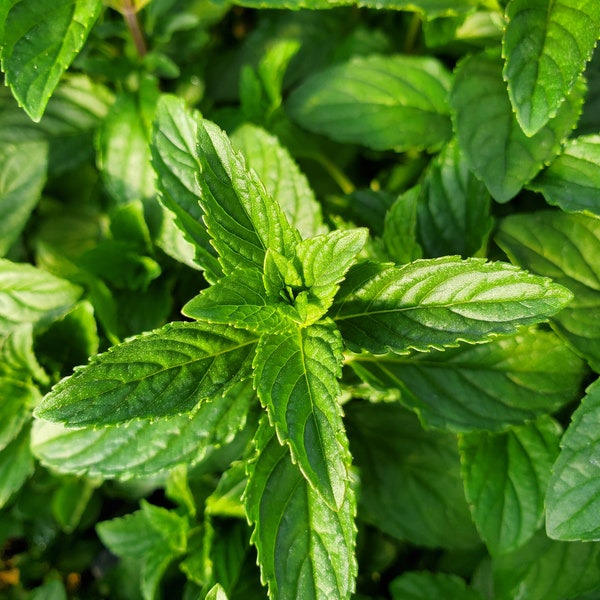 Plante de démarrage poire menthe, saveur sucrée