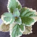 see more listings in the Herbs section