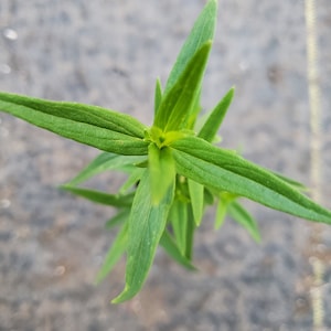Pycnanthemum Virginianum