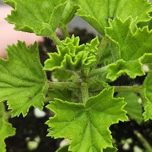 May include: Close-up of a vibrant green plant with textured, lobed leaves. The leaves have a slightly fuzzy texture and serrated edges. The plant's stems are also visible, with small hairs. The plant is in a dark soil.