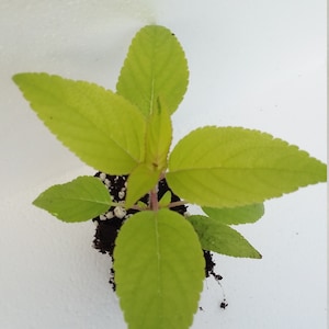 May include: A small plant with bright green leaves and a reddish stem. The leaves are oval-shaped and arranged in a symmetrical pattern. The plant is set in dark soil against a white background.