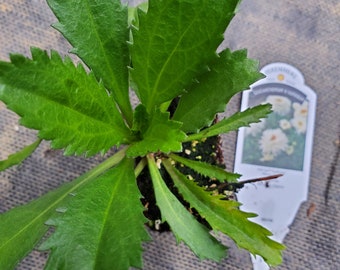 Leucanthemum Ooh La LaSpider