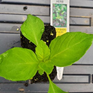 Holy Basil Tulsi