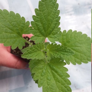 May include: A close-up of a small green plant with textured leaves. The plant has several large, heart-shaped leaves with serrated edges. The leaves are a vibrant green color, and the plant appears to be healthy and thriving.