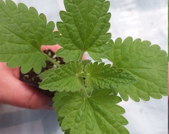 Catnip Plant starter  Nepeta Cataria