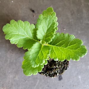 Teucrium Betonicum