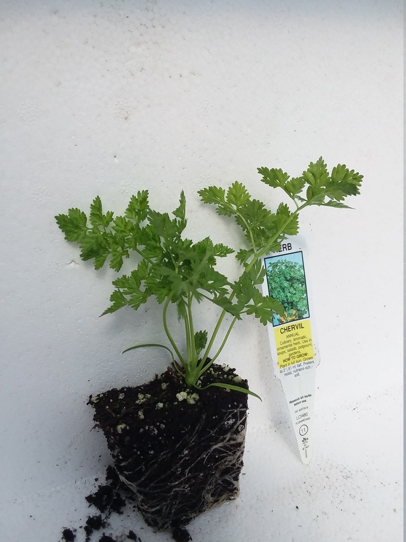 Chervil starter plant image 1