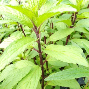 Thai Mint Mentha arvensis