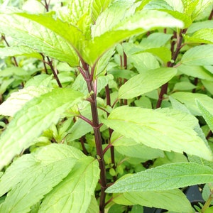 Thai Mint Mentha arvensis