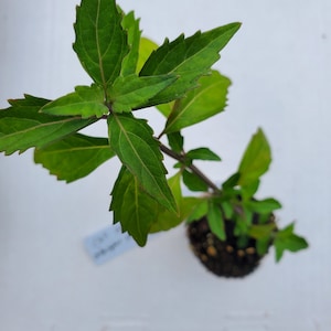 May include: A small green plant with several leaves growing from a brown pot. The plant is on a white surface.