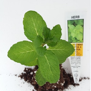 Mojito Mint starter plant