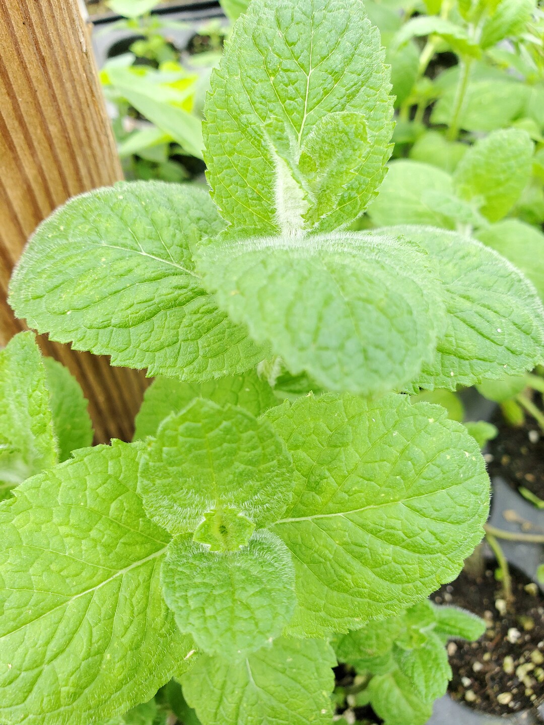 Egyptian Mint Mentha Niliaca Starter Etsy