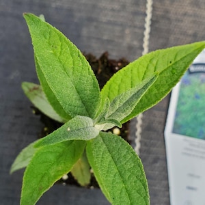 May include: A close-up shot of a young plant with vibrant green leaves. The leaves are broad and textured, arranged around a central stem. The plant is in a small pot with dark soil, set against a dark background.