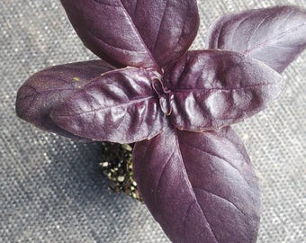 Basil  Crimson King