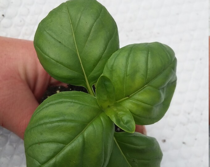 Basil Genovese Starter Sweet Basil Etsy
