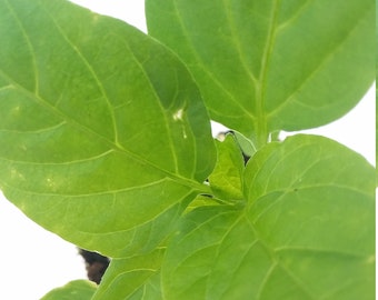 Pepper Blushing Beauty Sweet bell pepper starter plant