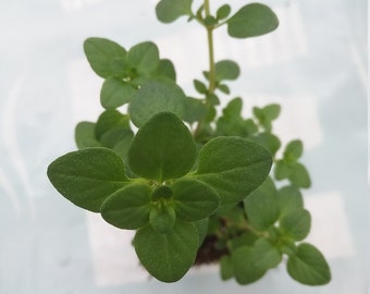 Lemon Thyme