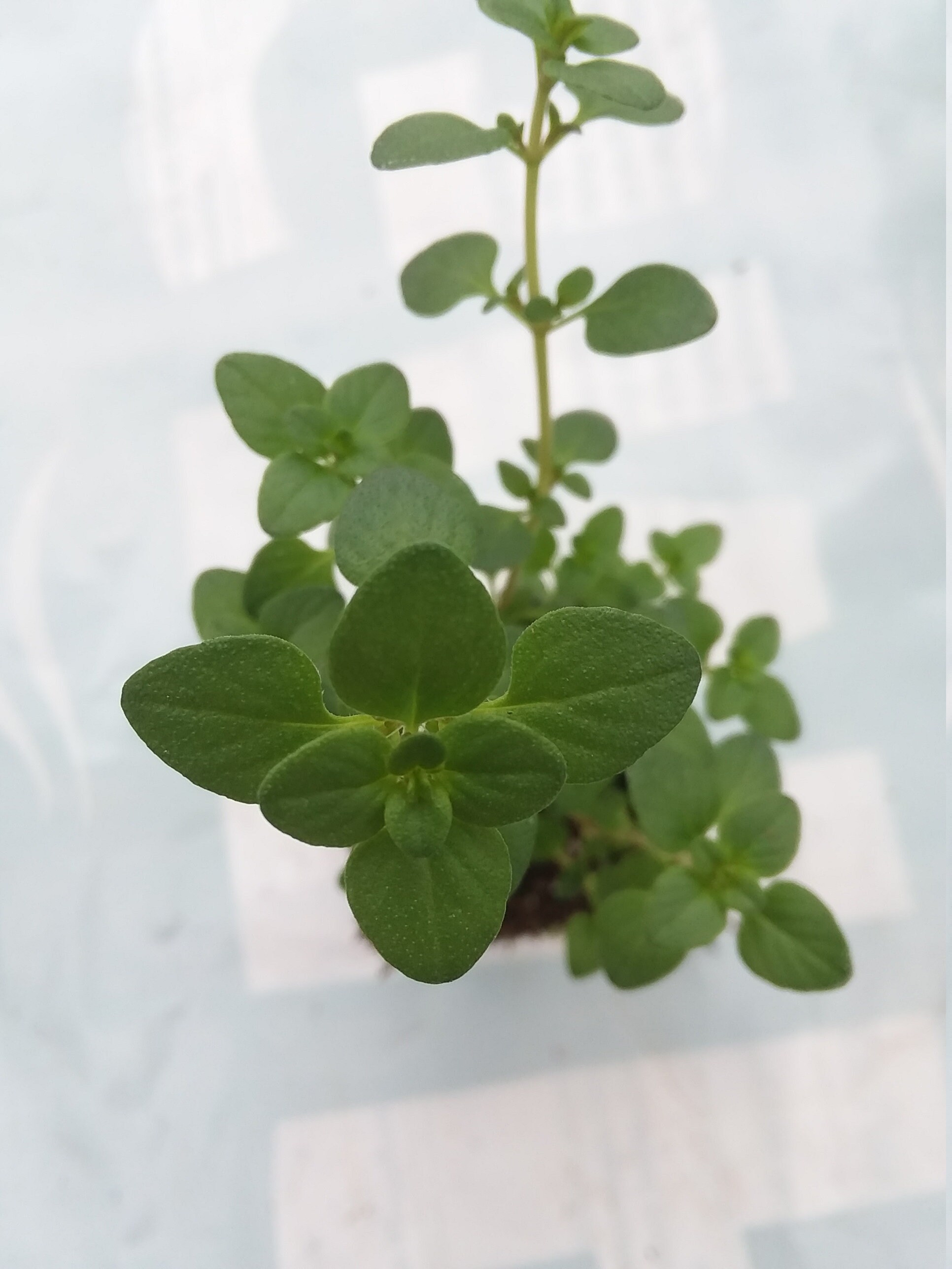 Lemon Thyme starter plant