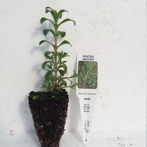 Winter Savory Satureja Montana