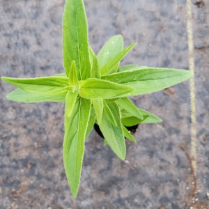 Pycnanthemum Pilosa Mountain Mint