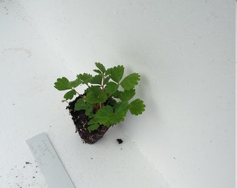 Fragaria Vesca White Soul starter plant