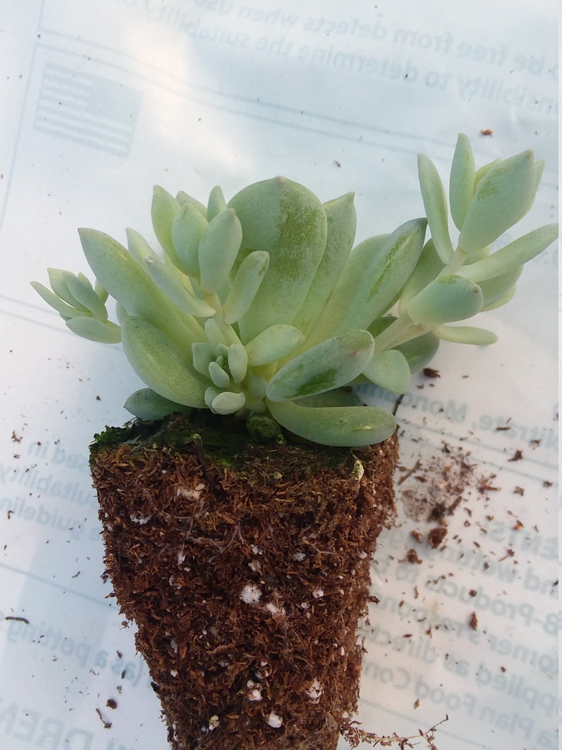Propagate easily