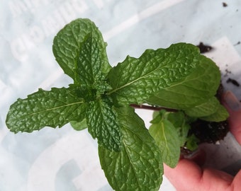 Mojito Mint starter plant
