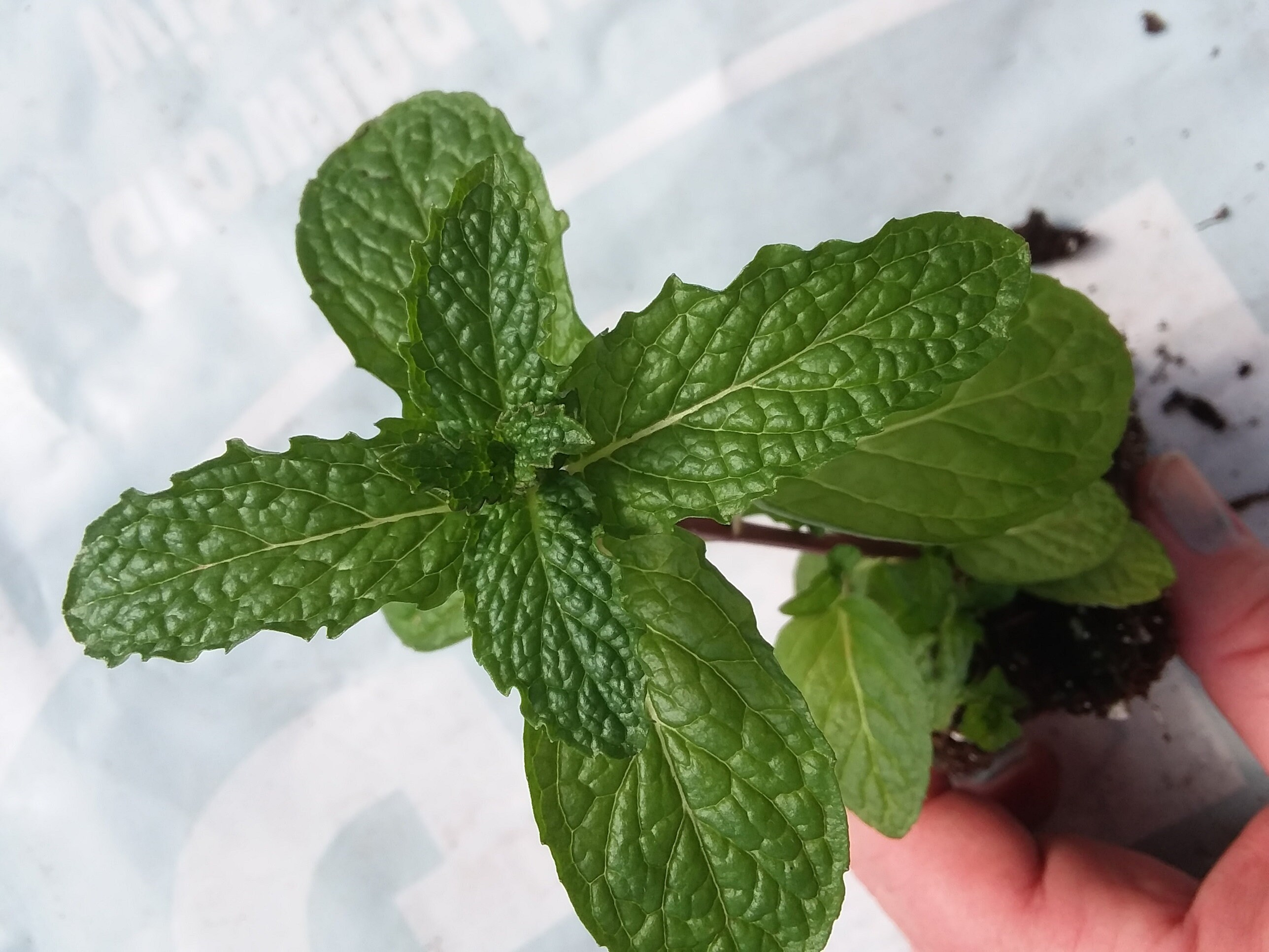 Mojito Mint starter plant