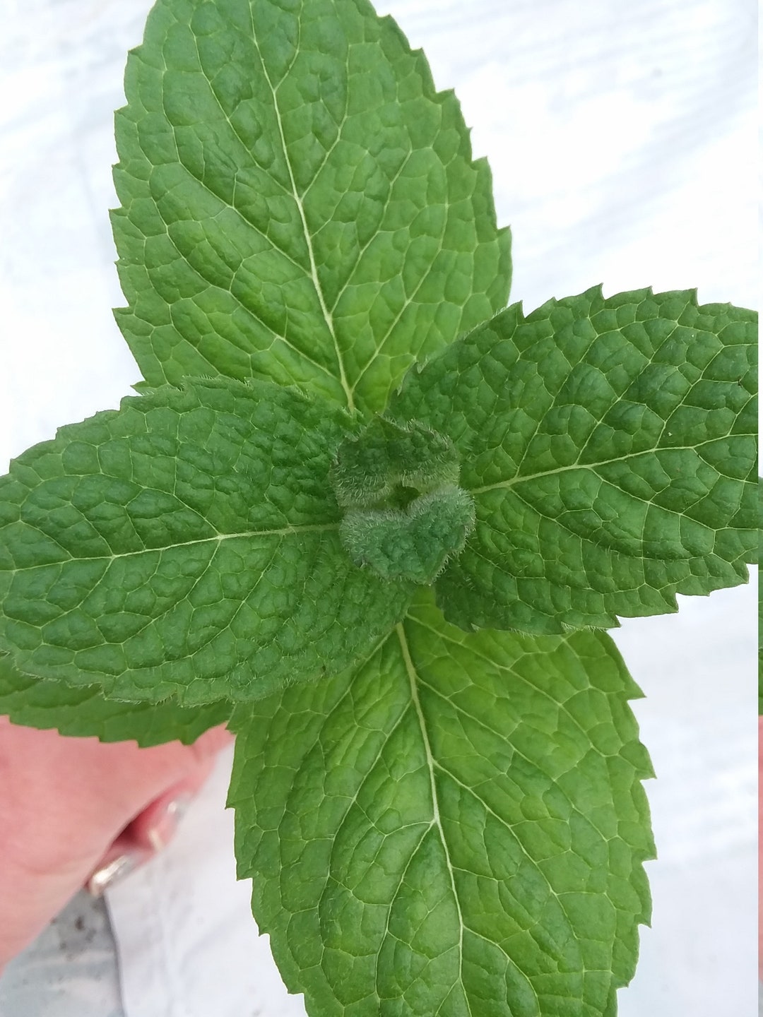 Apple Mint - Etsy