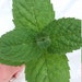 see more listings in the Mint plants section