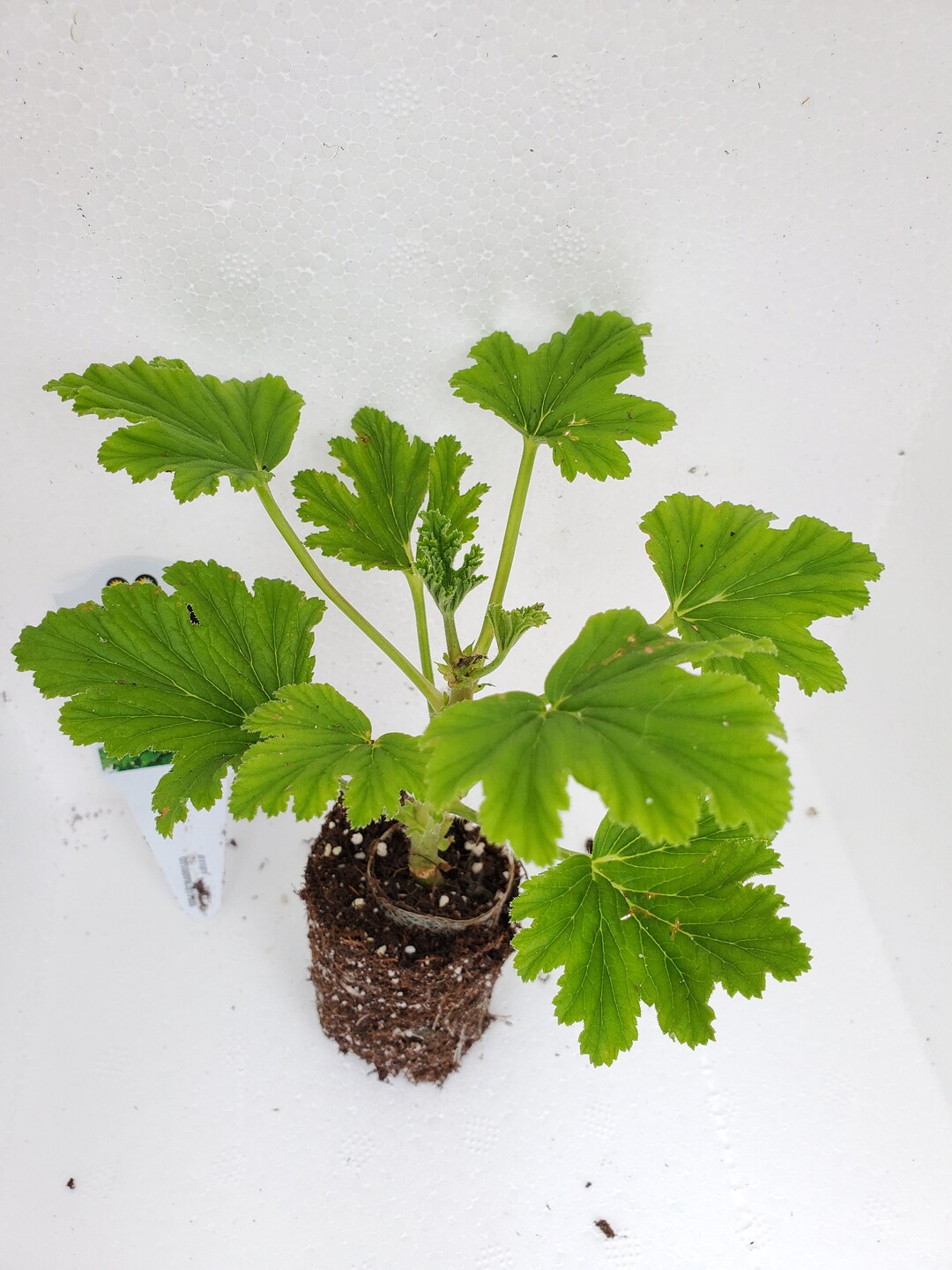 Orange Fizz Scented Geranium Etsy