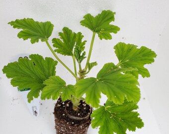 Orange Fizz Scented Geranium