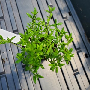 May include: A top-down view of a small potted plant with vibrant green leaves. The plant is in a black pot, set against a dark gray, textured surface. The leaves are small and numerous, creating a dense, bushy appearance.