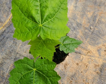 Abutilon Giant Hybrids