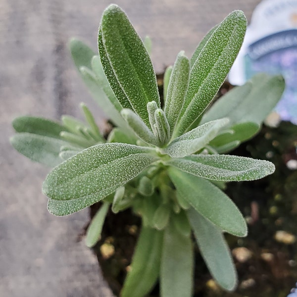 Lavender Superblue