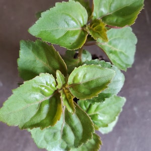 Patchouli