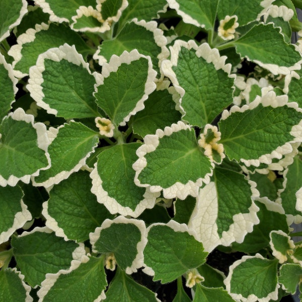 Plectranthus Upright Ciliatus White