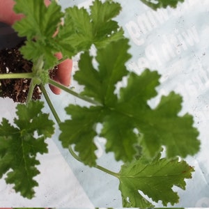 Citronella Geranium starter plant