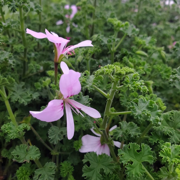 Scented Geranium Fingerbowl Lemon