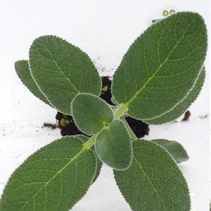 Sage Berggarten