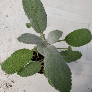 Sage Snowflake salvia officinalis