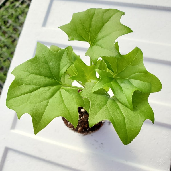 German Ivy