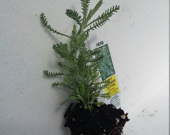 Santolina Chamaecyparissus starter plant