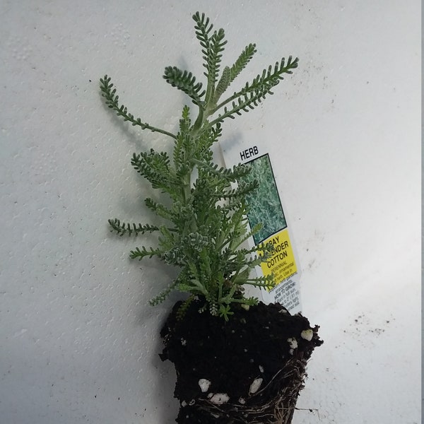 Santolina Chamaecyparissus starter plant