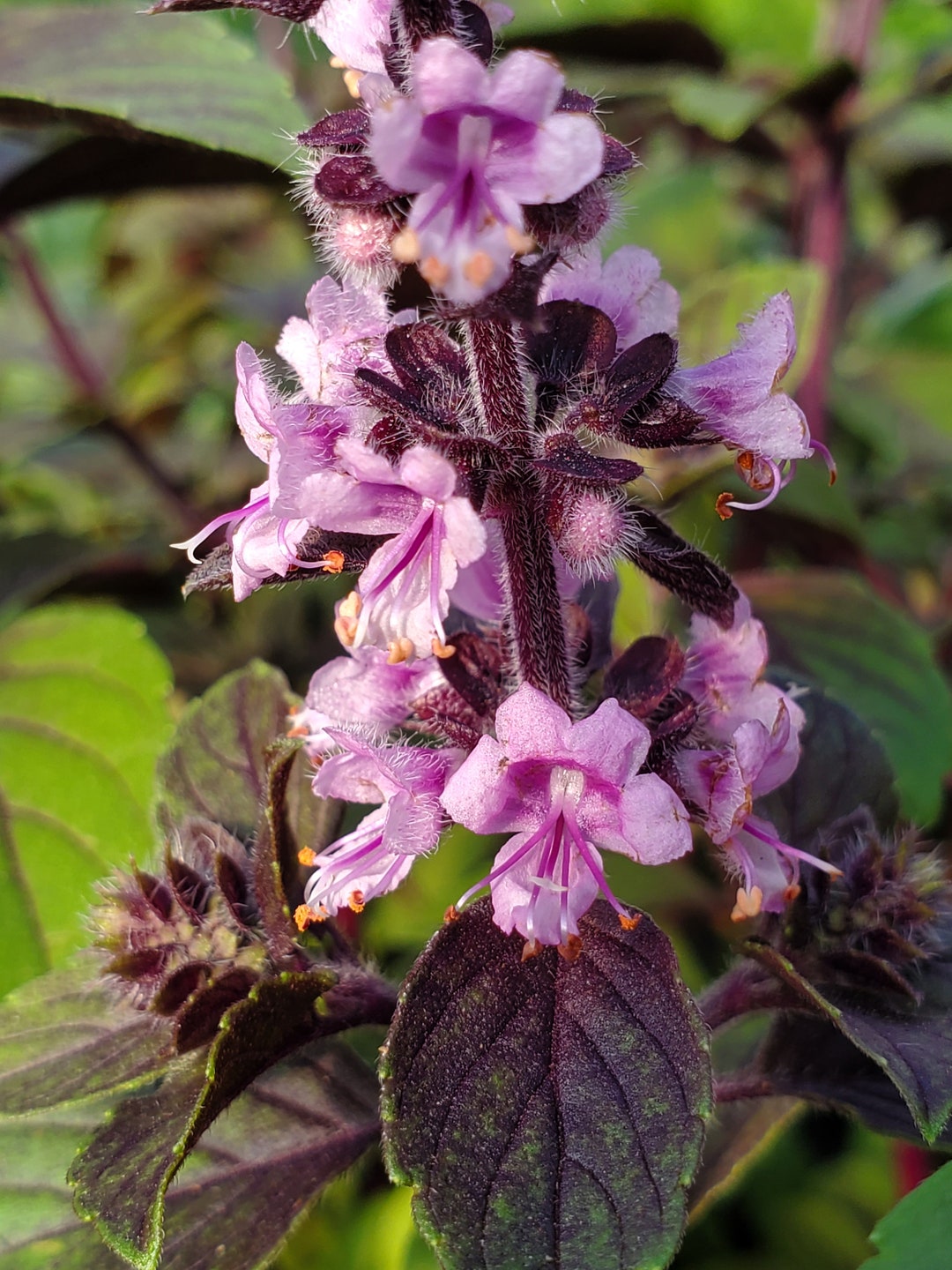 Basil Magic Mountain Etsy