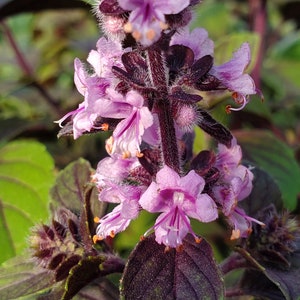 May include: Close-up of purple basil flowers with dark purple stems and leaves. The flowers have delicate petals and prominent stamens. The leaves have a textured appearance with green and purple hues. The image is well-lit, highlighting the plant's details.