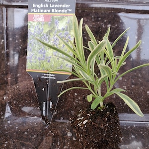 May include: A small lavender plant with variegated leaves in a plastic container. The plant tag reads "English Lavender Platinum Blonde™", "Bloom Time Summer", "Lavandula angustifolia", and "Perennial Full Sun".