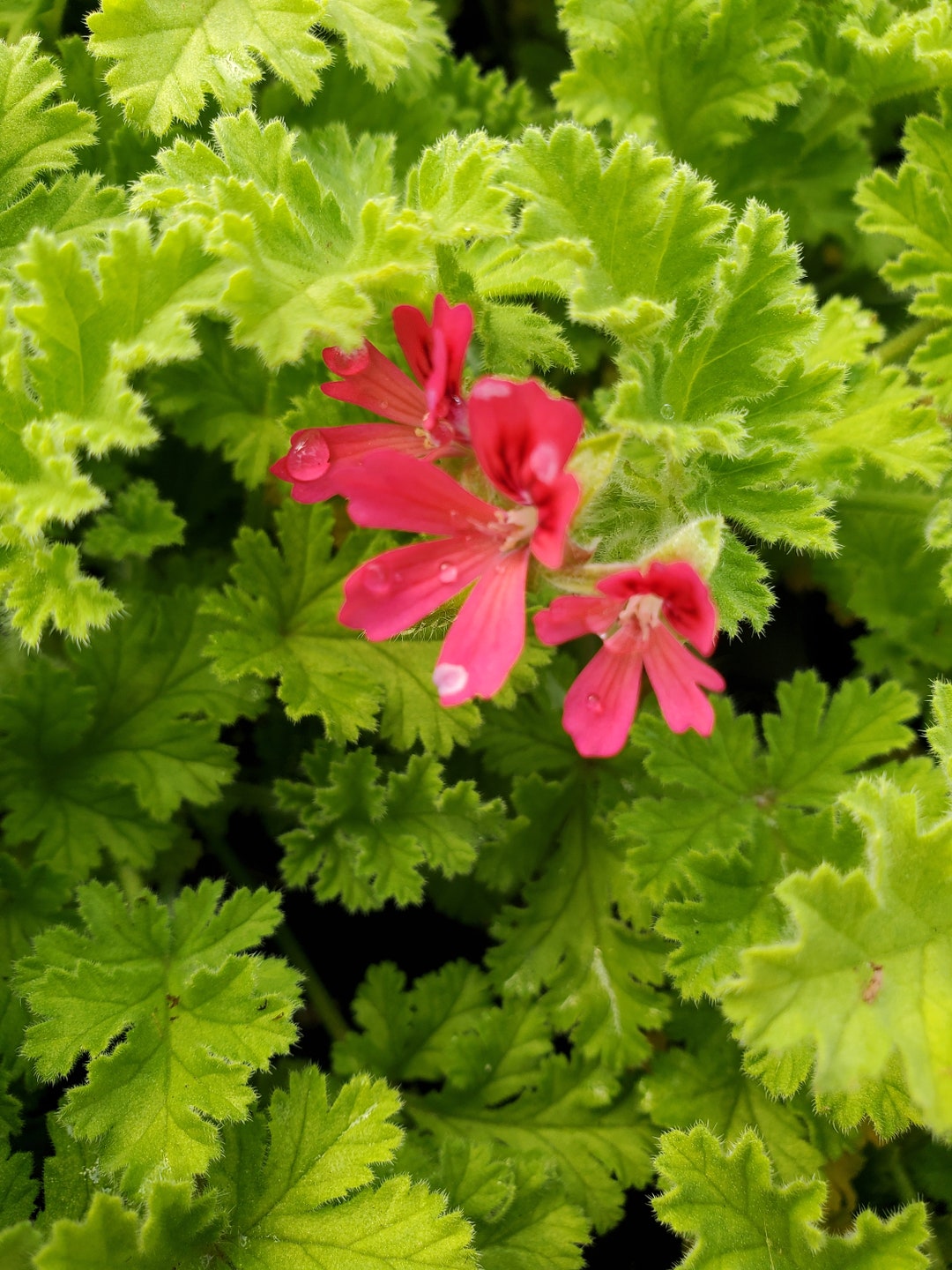 Scented Geranium Concolor Lace Etsy