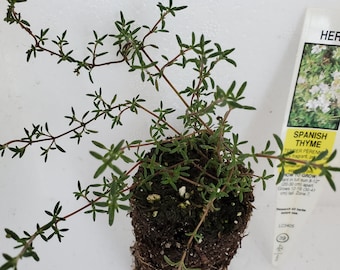 Thymus zygis Spanish Thyme